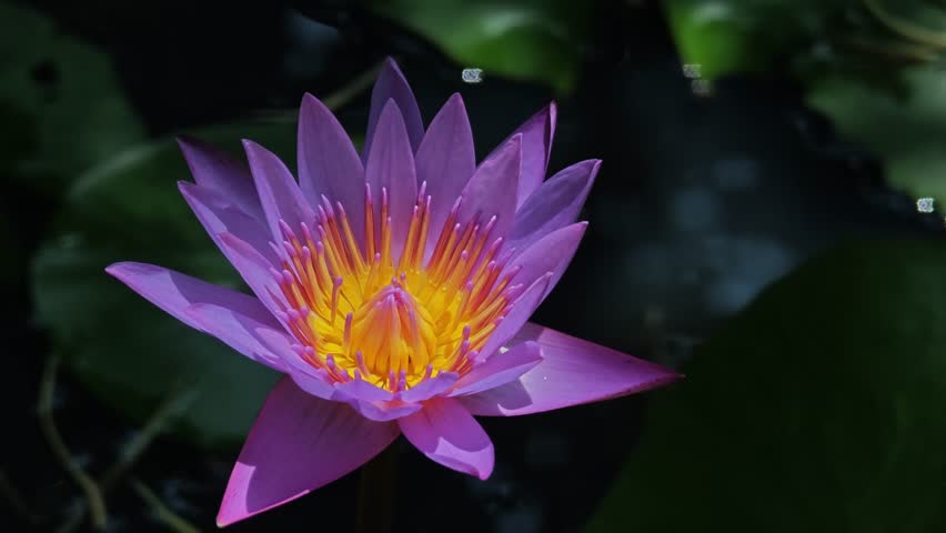 beautifu lpink lotus flower blossom