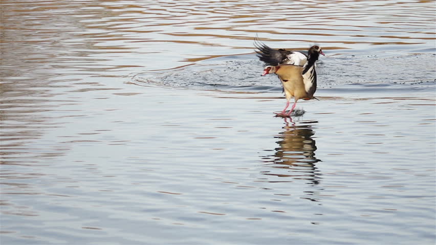 Egyptian Goose glides across the water and lands safely on the river.
