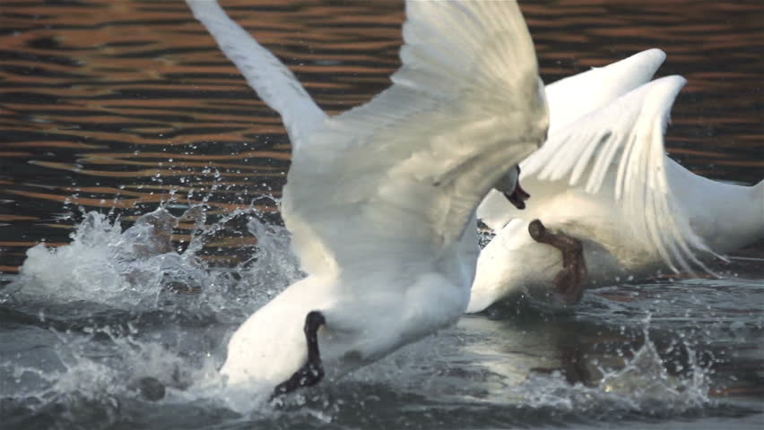 Male swan attacks female swan on the river.
