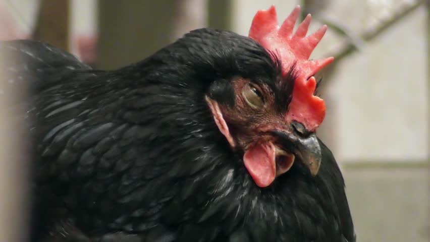 sleepy black hen bird animal