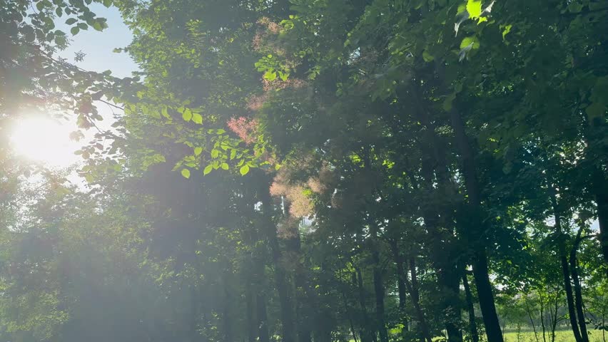 Path in the shade in the middle of a park on a sunny summer day