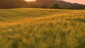 AERIAL, DOF: Rolling wheat fields, illuminated by the soft light of rising summer sun. A beautiful start to the day in the idyllic countryside with gentle hills and vast golden field of ripening wheat - Powered by Shutterstock - Get 15% off with code: PIKWIZARD15