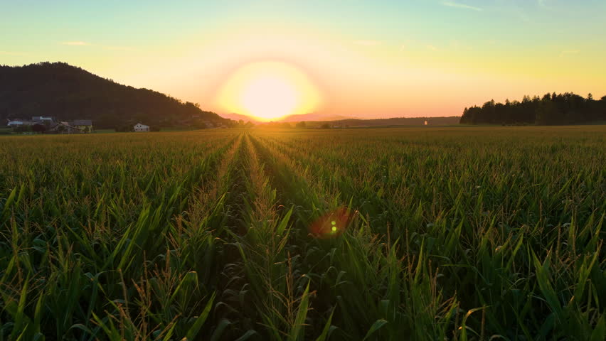 CLOSE UP: Last rays of the golden setting sun shine over beautiful cornfield. Perfectly aligned rows of corn plants stretch across vast agricultural fields bathed in soft and warm evening sunlight.