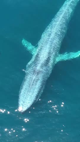 Blue Whale (Balaenoptera musculus) Rising to the surface, Svalbard