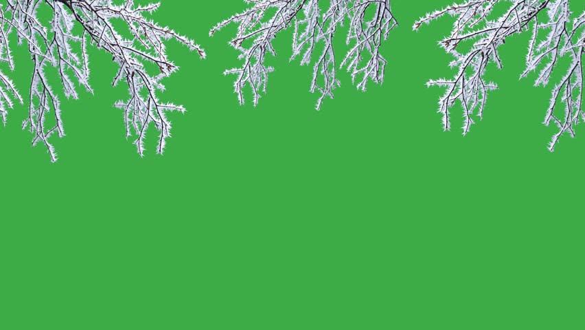 movement of a branch with frost on a green screen