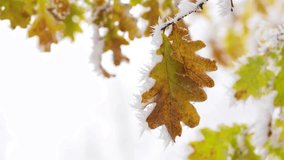 oak leaves are covered with frost in autumn at the first frost - Powered by Shutterstock - Get 15% off with code: PIKWIZARD15
