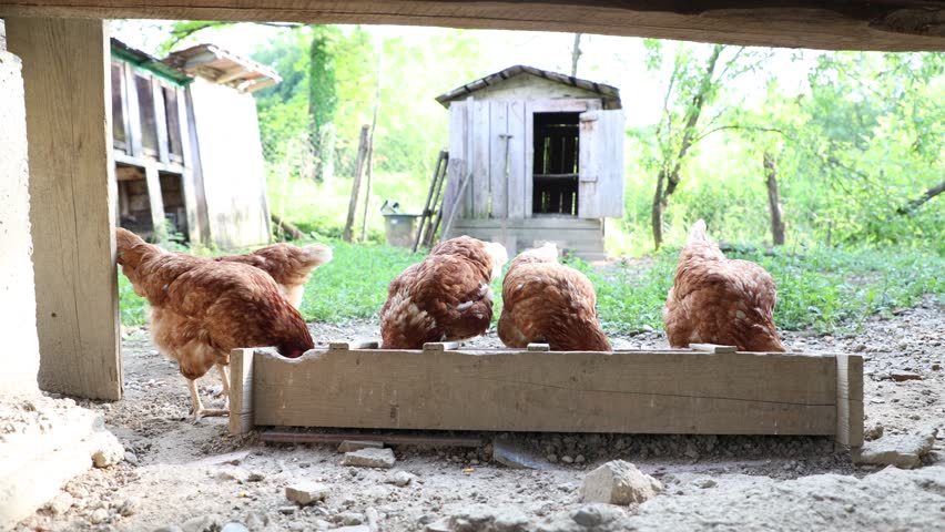 Many red chickens on a summer day in the village