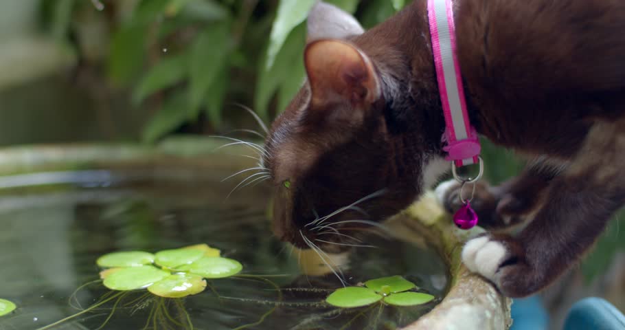 Cat drinks water from a tub.Brown cat drinks water in the tub.