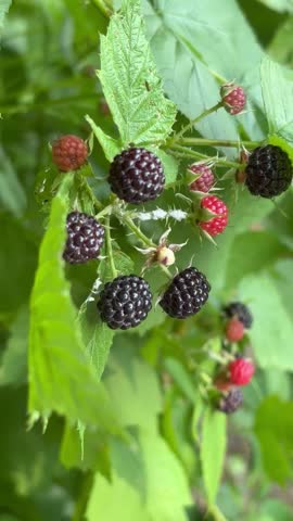 blackberries bunch on a farm, close-up