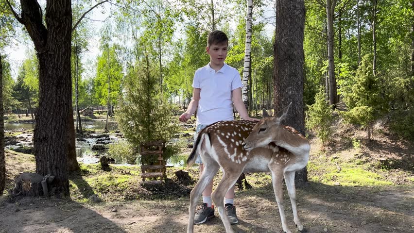A boy feeds a European fallow deer from his hand in the park. 