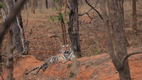Tiger Roar, Tiger Growling, Angry Tiger, Tigress Jungle Safari - Powered by Shutterstock - Get 15% off with code: PIKWIZARD15