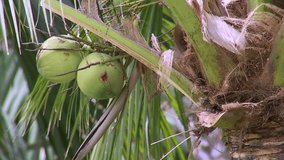The camera moves up and down, green coconut is on coconut tree, Bunch of coconuts are on tree at Asian farmer's garden, in Thailand