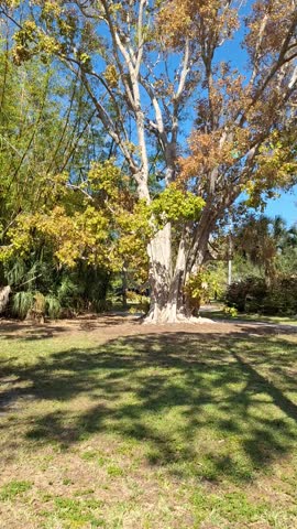 Towering oak tree in a lush Florida park, its majestic branches providing shade under the tropical sun.