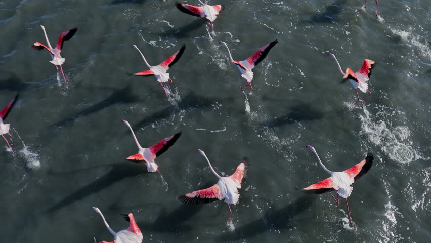 Flamingos taking off in slow motion aerial shot