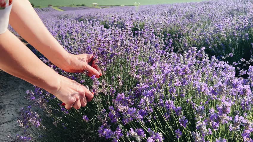 Young woman cutting several lavender flowers, agricultural harvest