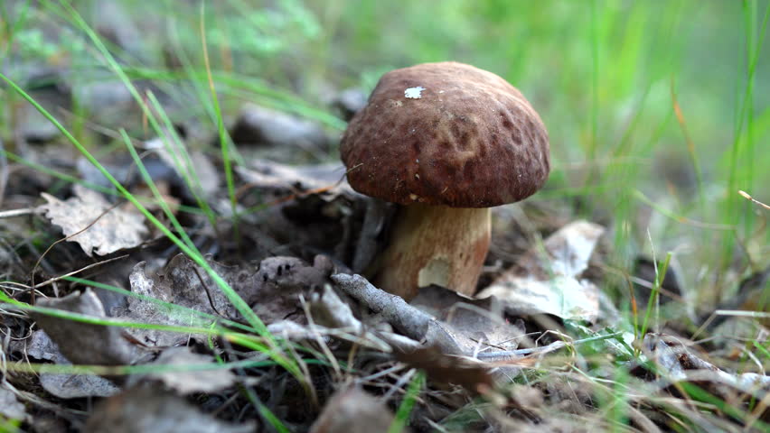 Mushroom Picking. Picking mushrooms use a knife. Hands of man cutting boletus with knife. Cutting a white mushroom in forest. Boletus Edulis Porcini. Edible Big Boletus mushrooms. Mushroom collection.