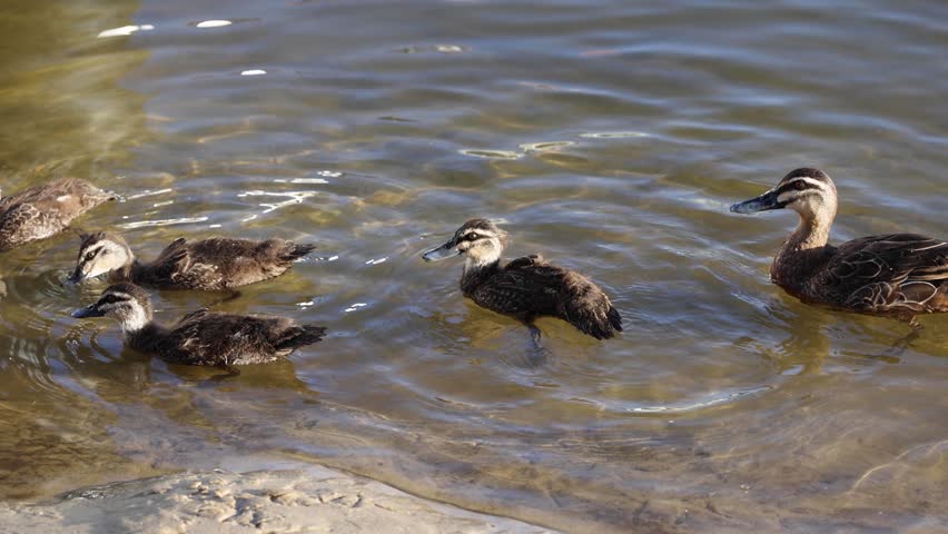 Ducks interacting in a shallow pool