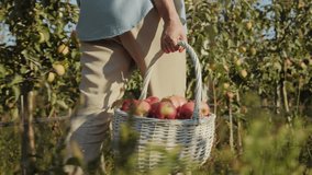 A woman is carrying a basket filled with red apples in an orchard among the trees. The apples look fresh and juicy, against the background of green leaves of the trees under bright sunlight - Powered by Shutterstock - Get 15% off with code: PIKWIZARD15