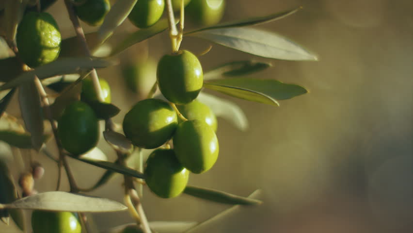 A selective zoom shot of large green olives in a group on a twig.