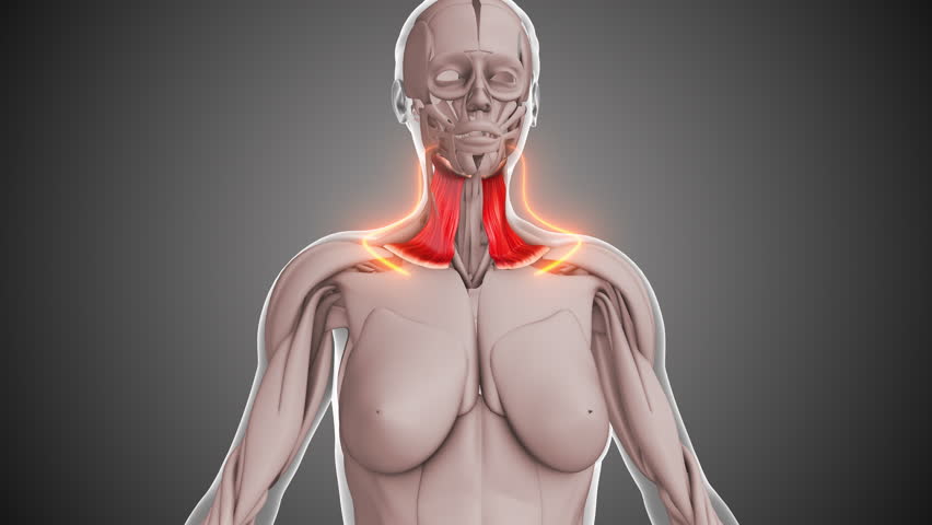 Animation of the Platysma muscles