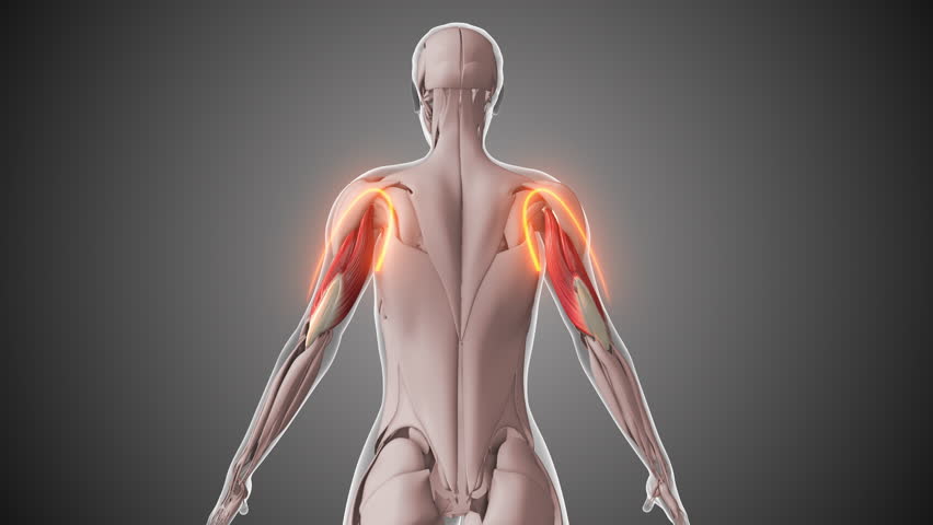 Animation of the triceps muscles