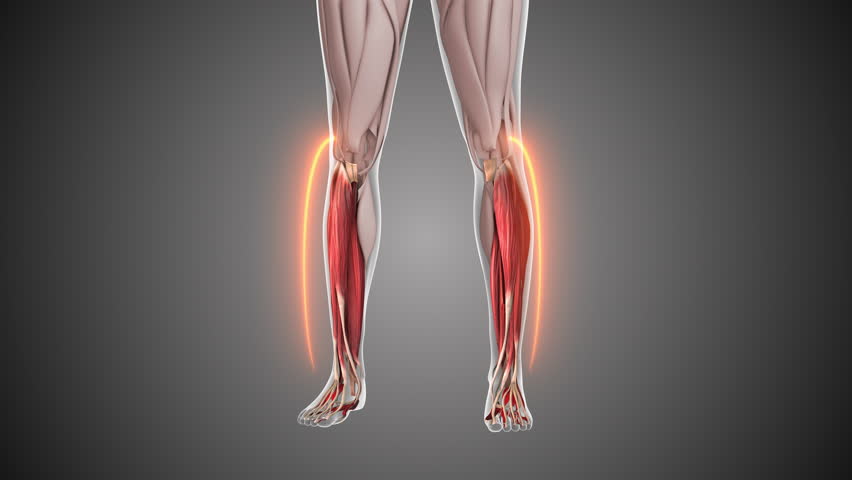 Animation of the leg muscles