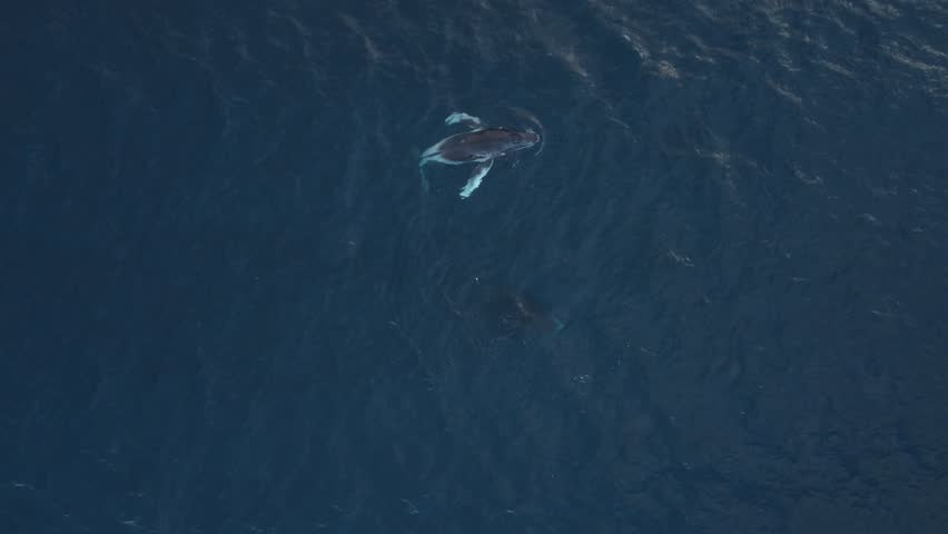 Humpback Whales Playing - 4k Drone Footage Set