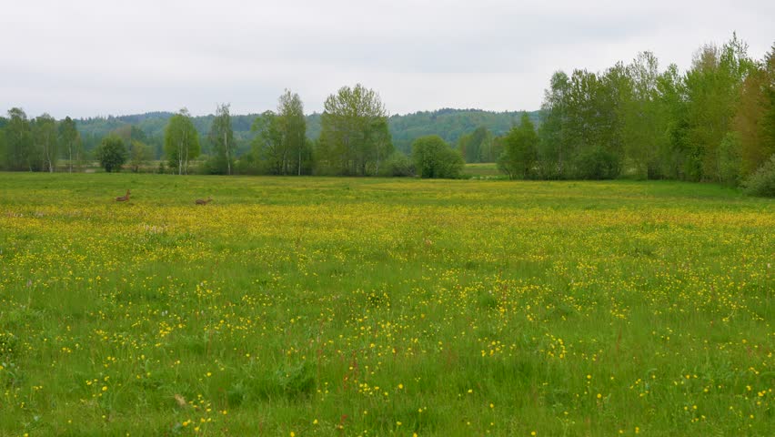 Deer frolic and run through a meadow with green grass and flowers. Wild animals, beauty of nature