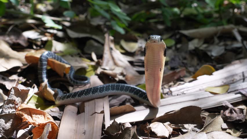 King of snakes. Baby king cobra snake - Ophiophagus hannah from the forests of southern Thailand threat to protect yourself and escape on a pile of dry leaves.