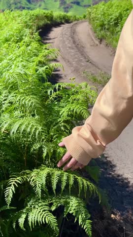 Adult woman hands wearing long sleeves walking through and touching green tall grass field meadow with beautiful mountain landscape on the background