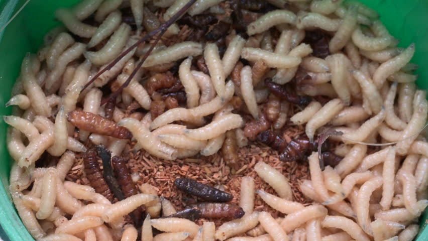 Fisherman maggots moving close up