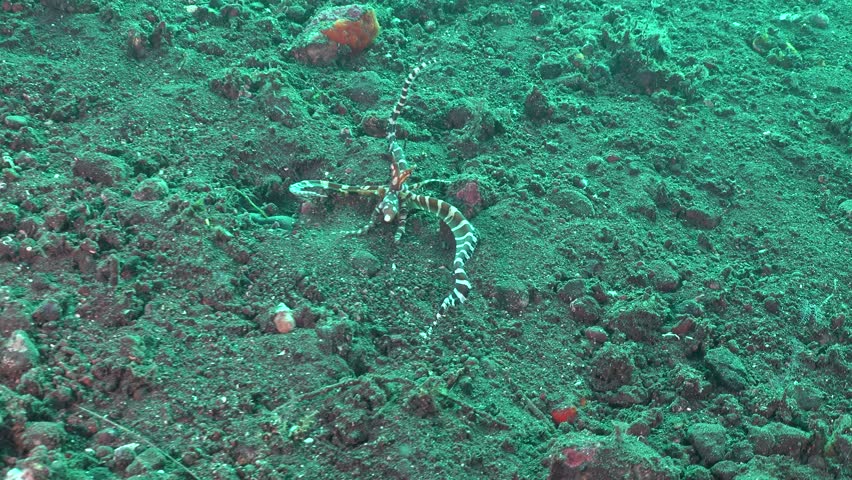 Wonderpus swimming over sand in Tulamben, Bali