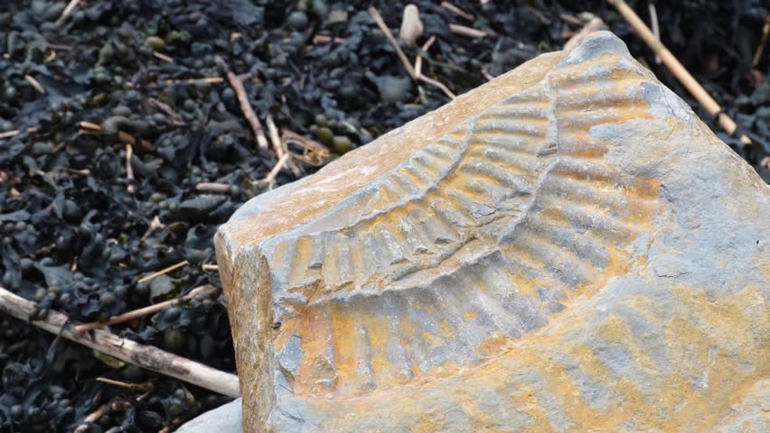 Close up of ancient large fossilised ammonite with shell pattern on rock surface on Jurassic Coast at Kilve Beach in England UK