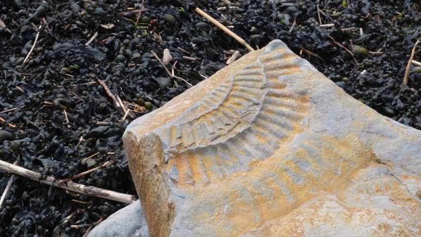 Large ammonite shelled sea creature fossil exposed on rock surface on Jurassic Coast at Kilve Beach in England UK