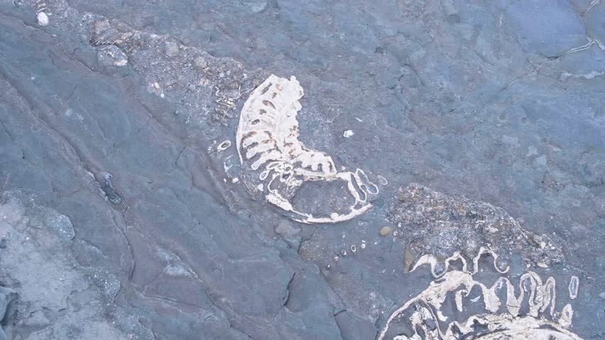 A collection of ancient ammonites shelled sea creatures on rock surface on the Jurassic Coast of Kilve Beach in England UK