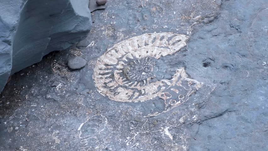 Ancient ammonite sea creature fossil exposed on rocky surface on the Jurassic Coast at Kilve Beach in England UK