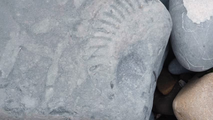 Close up of ancient ammonite fossil on rock surface on the Jurassic Coast of Kilve Beach in England UK