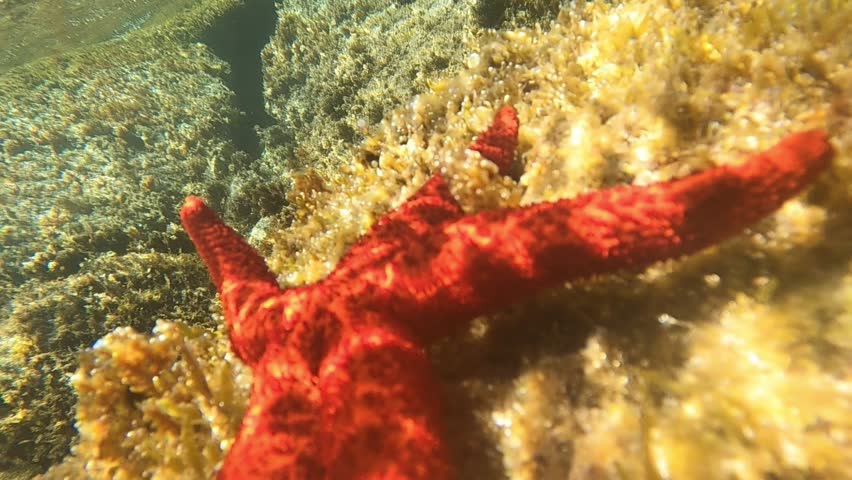 Aigua Blava beach in the Costa Brava clear water and star fish Catalonia Spain