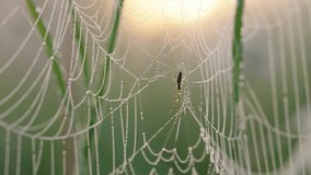 Spider in center of web sways in wind in early summer morning. Close-up of spider web covered in dewdrops, glistening in soft morning light, showcasing nature intricate beauty.  - Powered by Shutterstock - Get 15% off with code: PIKWIZARD15