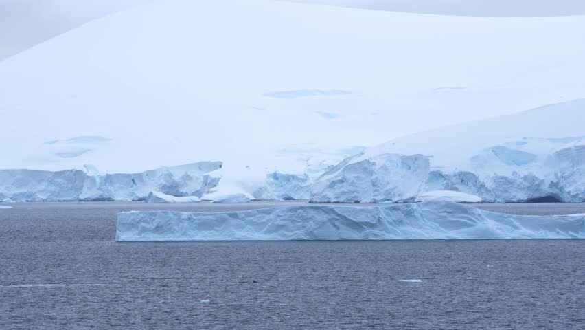Antarctica Humpback Whale Blows Air From Blow Hole Swimming Near Iceberg Snow and Ice Land in Background Scenic Sailing