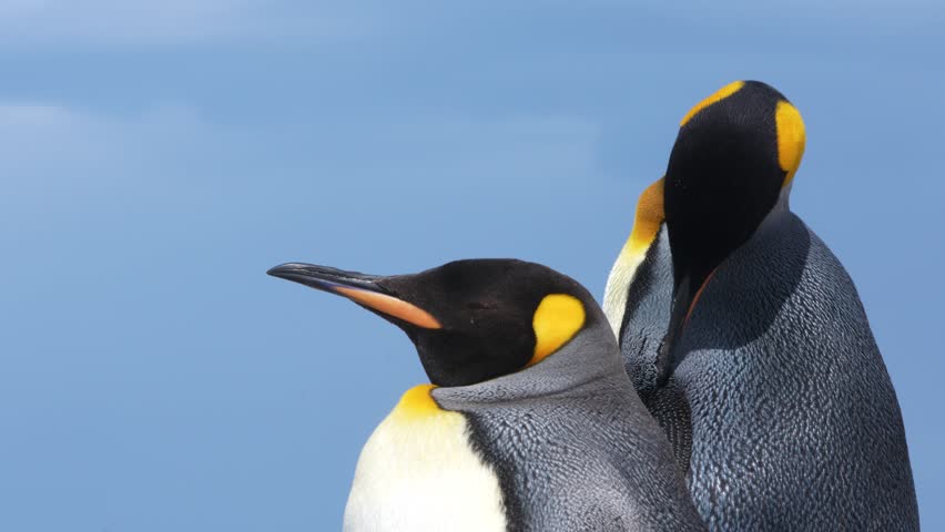 King Penguin Pair Closeup High Quality Blue Sky Background Antarctica Wildlife Documentary