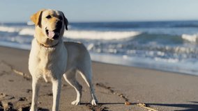 Young yellow Labrador Retriever playing at the beach - Powered by Shutterstock - Get 15% off with code: PIKWIZARD15