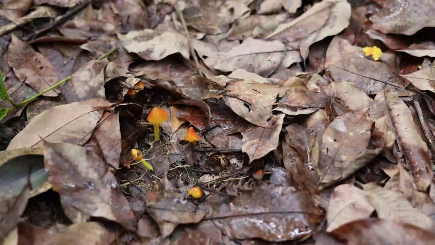 bright orange mushrooms Emerging from a pile of brown fallen dry leaves.(witch