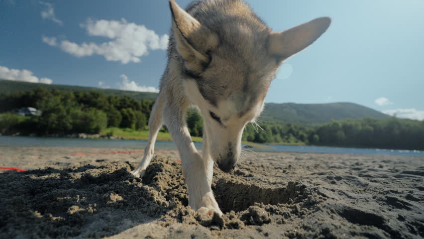 Cute young husky dog digs a hole in sand on a river beach in nature. Wide shot of dog play and have fun in the sand. Slow motion close up of husky play in nature