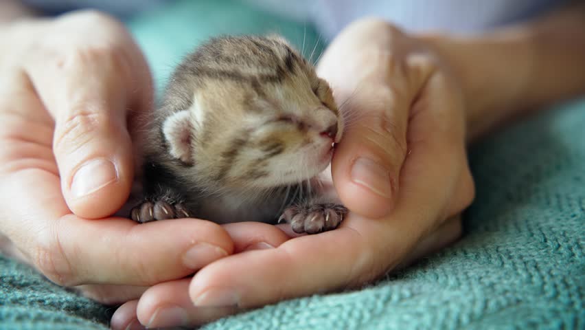 Tiny blind newborn kitten in human hands.