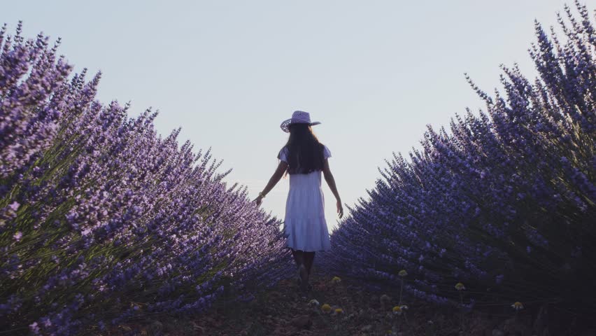 Teen girl walks by blooming lavender fields with blue lavender flowers in summer day. Farm for the production of lavender oil.