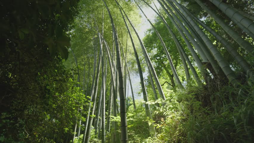Batumi botanical garden bamboo groove walkthrough. Stabilized wide angle shot of rainforest.
