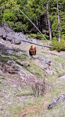 A vertical footage of grizzly bears roaming in Yellowstone National Park on a sunny day, Wyoming, USA