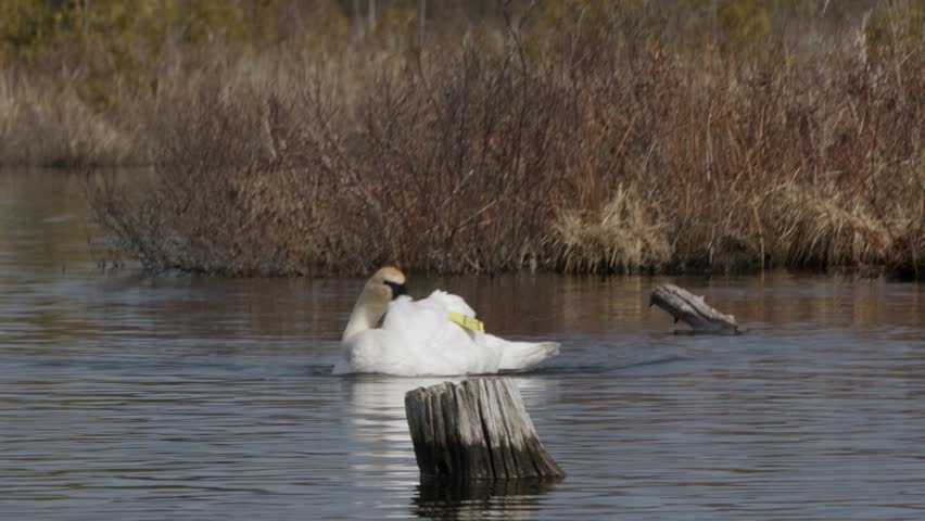 A tagged Trumpeter swan playfully cleaning himself while swimming in the Swamp Lake on a sunny day in Ontario, Canada
