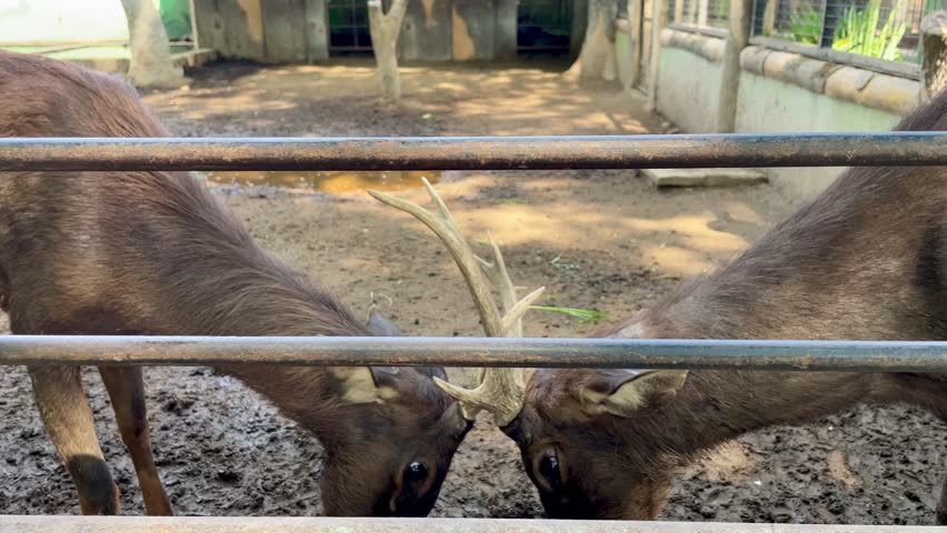 Selective focus of deer clashing antlers to defend territory.